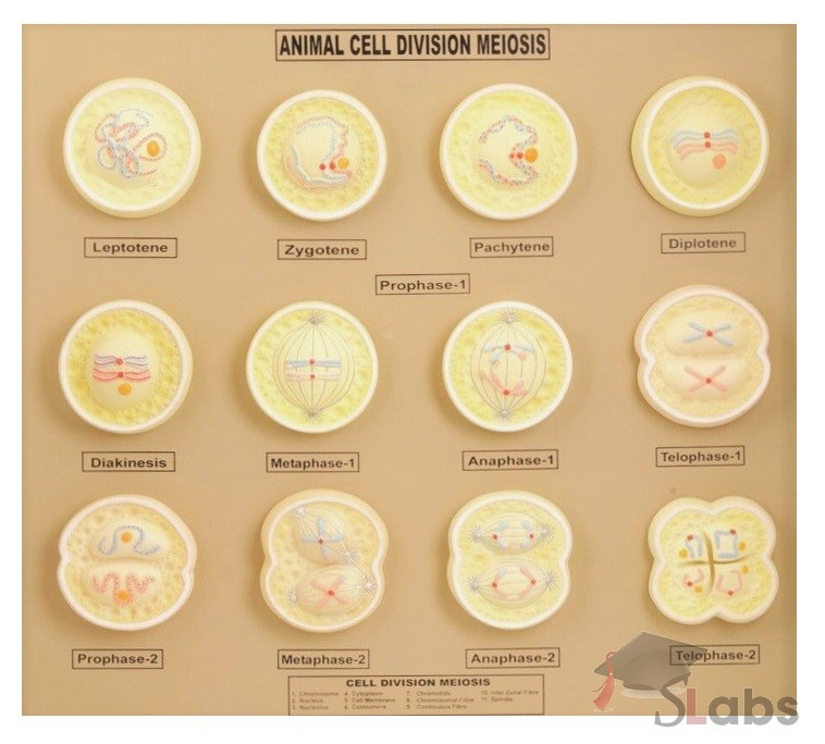 Animal Cell Division Meiosis - Scholars Labs
