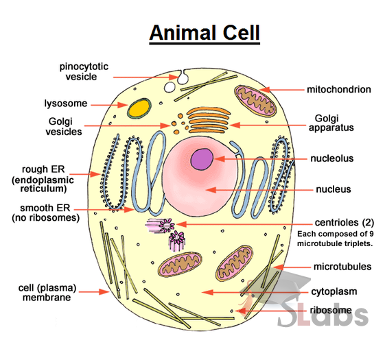 Animal Cell - Scholars Labs