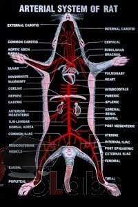 Arterial System Of Rat
