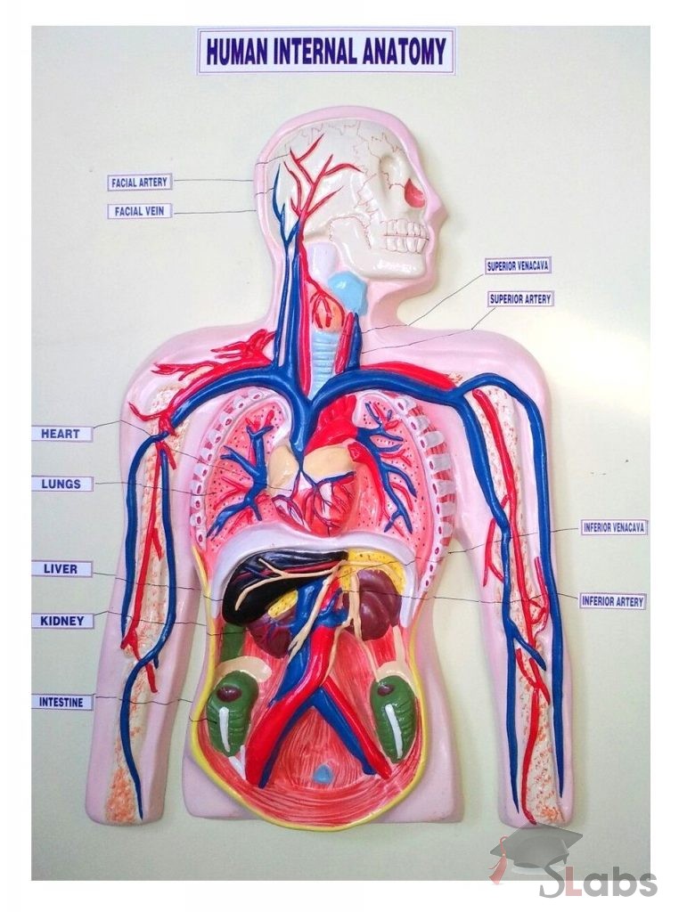 Human Internal Anatomy Biology Diagrams