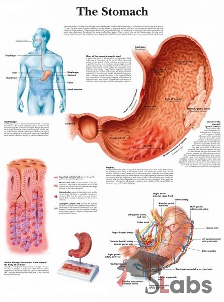 Cells-The basic Units Of Life - Scholars Labs