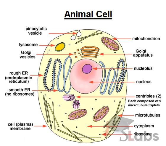 Animal Cell