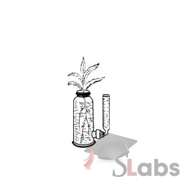 Apparatus To Demonstrate The Relation Between Transpiration And Absorption