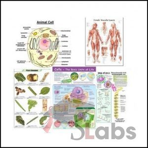 BIOLOGY CHARTS - Scholars Labs