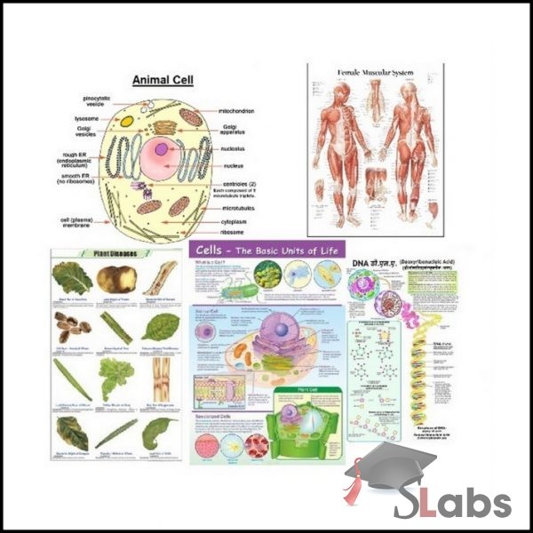 BIOLOGY CHARTS