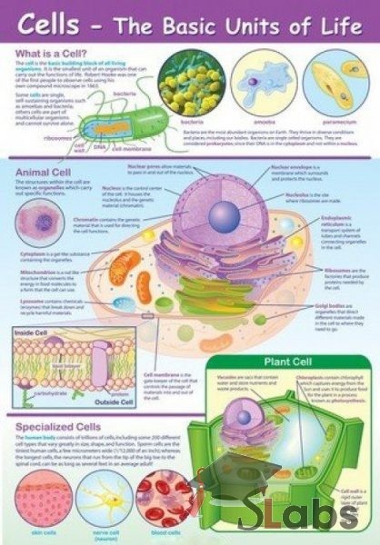 Cells-The basic Units Of Life