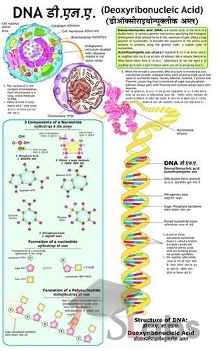 DNA