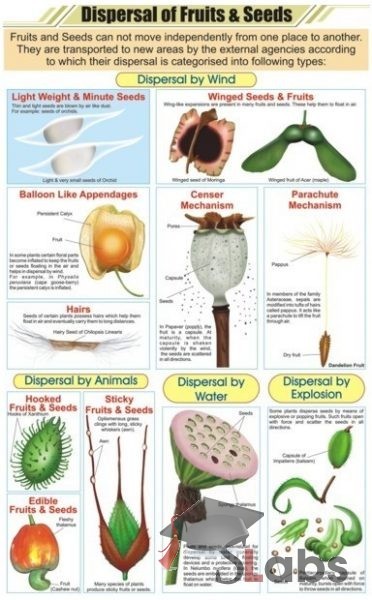 Dispersal Of Fruits & Seeds