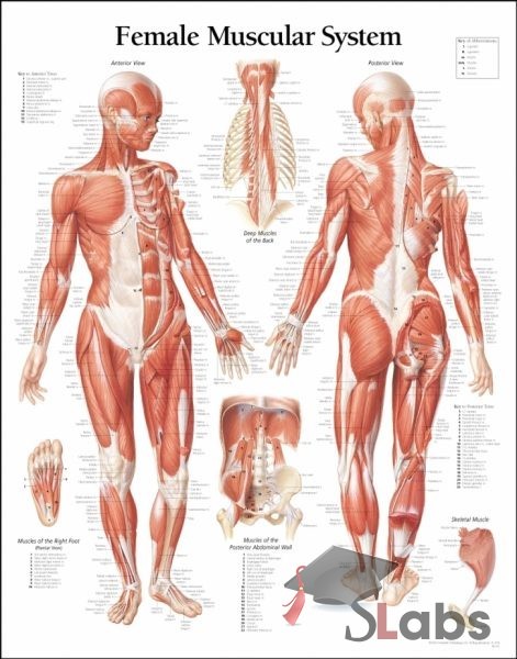 Female Muscular System