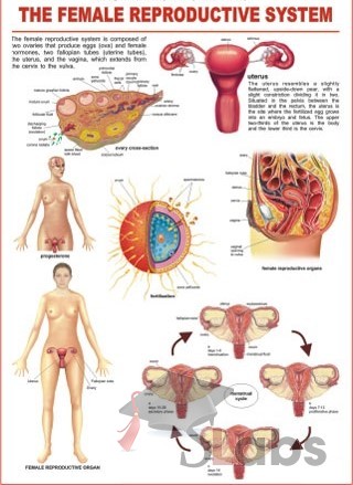 Female Reproductive System