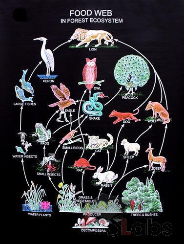 Food Web In Forest Ecosystem