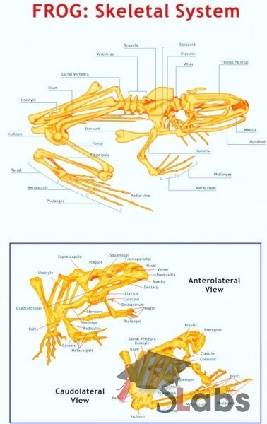 Frog Skeletal System