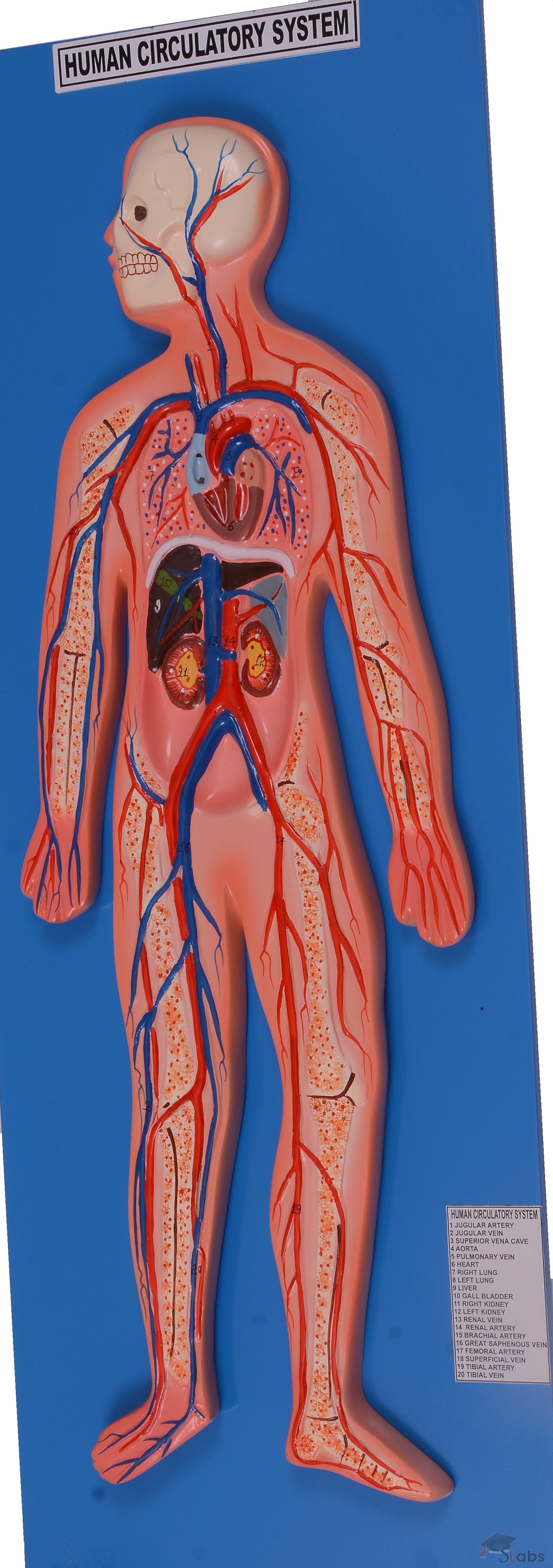 Human Circulatory System - Scholars Labs