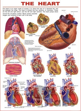 Human Heart