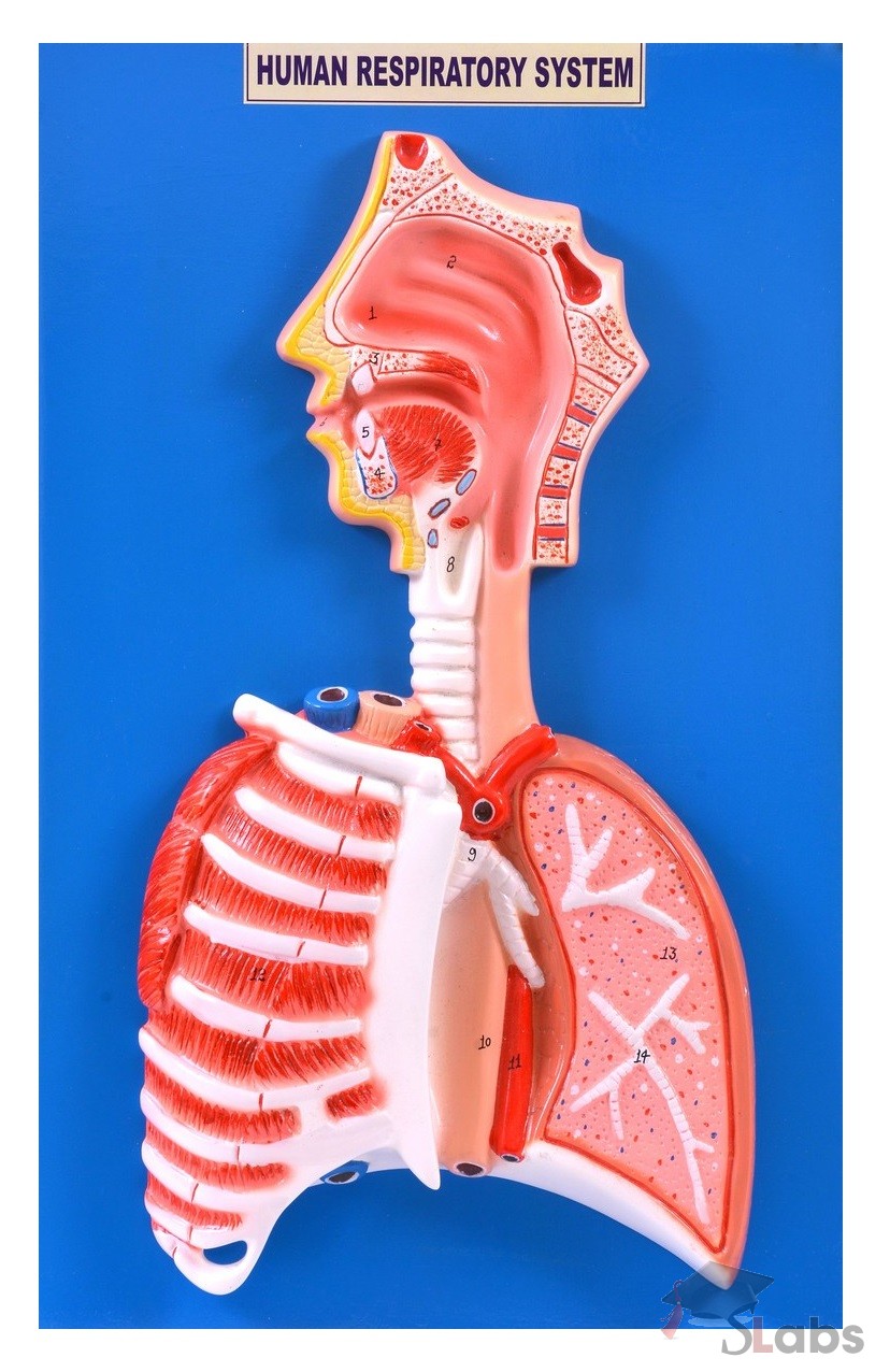 Human Respiratory System Model Labeled