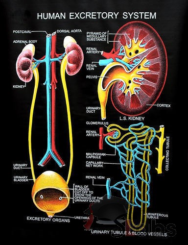 Human Excretory System