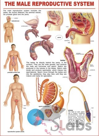 Male Reproductive System