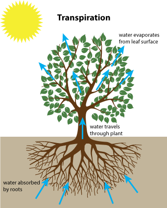 Plant Transpiration