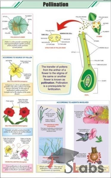 Pollination