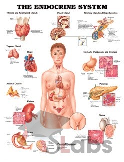 The Endocrine System Female
