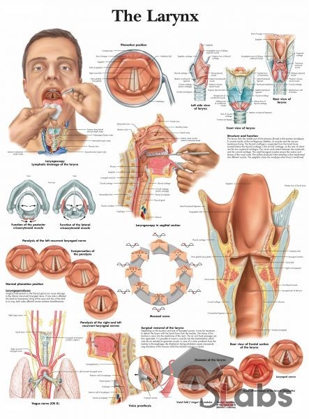 Human Larynx