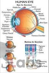 Human Eye - Scholars Labs