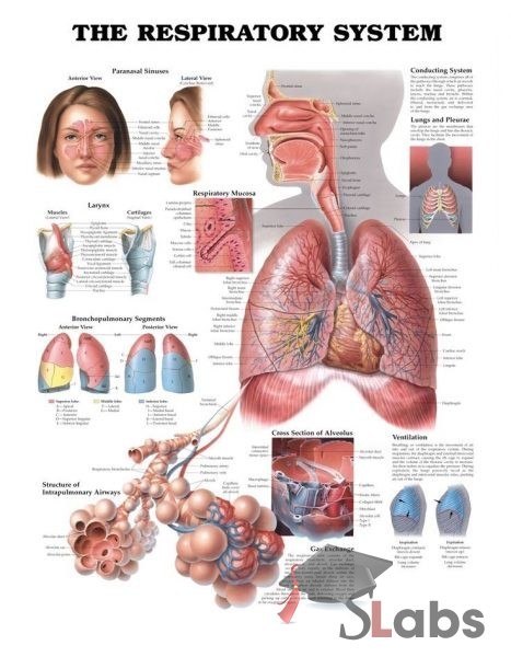 Human Respiratory System - Scholars Labs